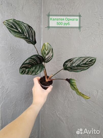 Калатеи (часть 4)