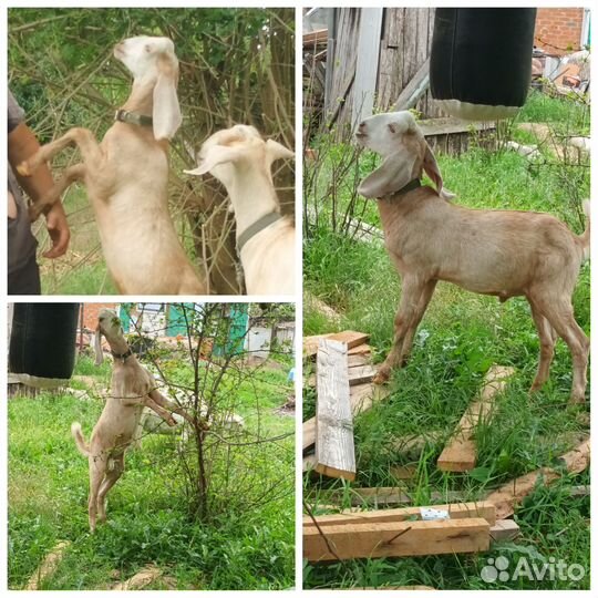 Коза дойная, козлик