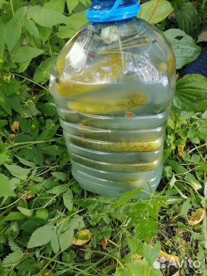 Огурцы бочковые, 5 л. Мелисса