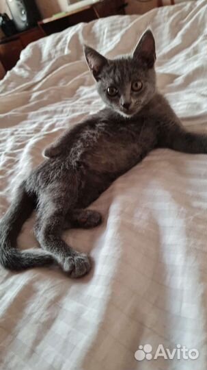 Британские котята