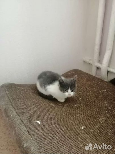 Котята в добрые руки бесплатно