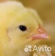 Куры несушки молодые.Петух.Цыплята бройлеры