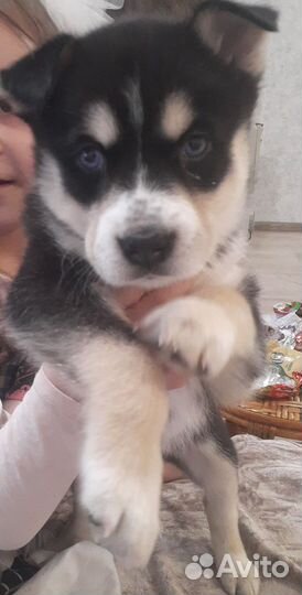 Отдам девочка