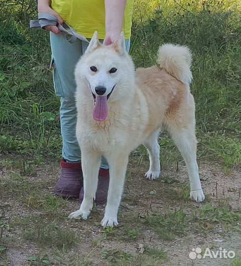 Отдам в добрые руки собак