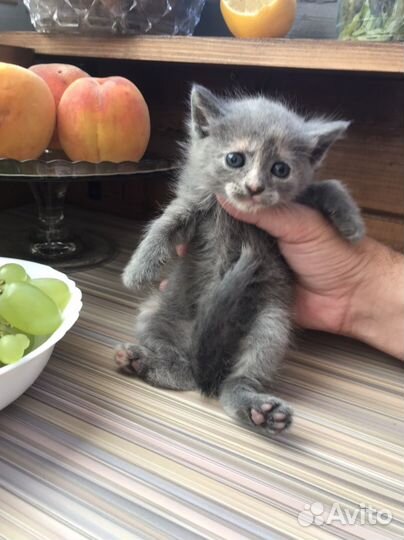 Шотландская вислоухая кошка бесплатно