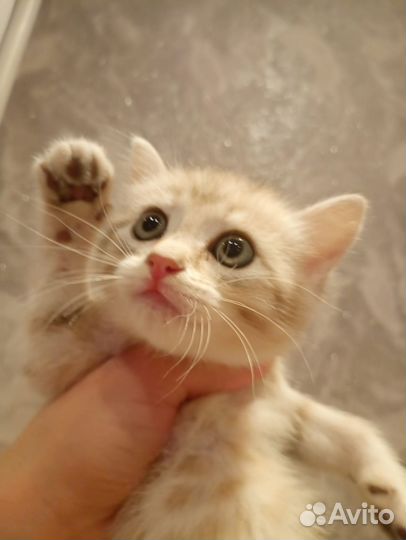 Шотландские котята