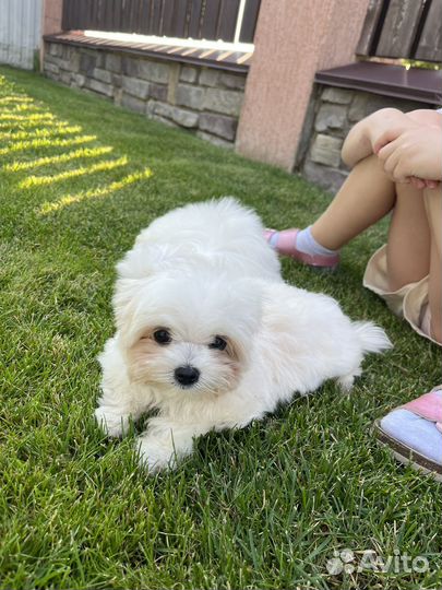 Мальтипу f1 mini