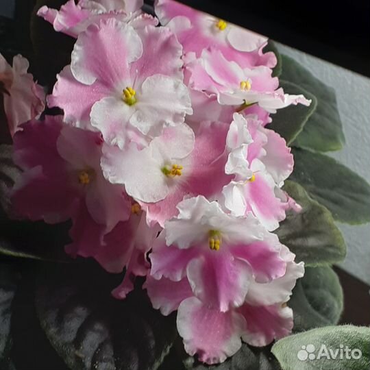 Фиалки сортовые