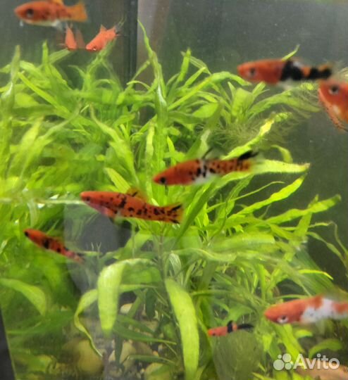 Сом анциструс, меченосец кои