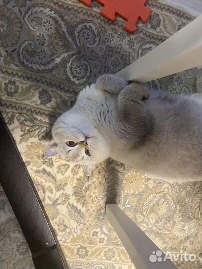 Вязка с шотландским котом