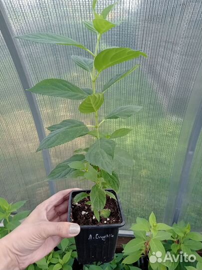 Гортензия Самарская Лидия и другие сорта