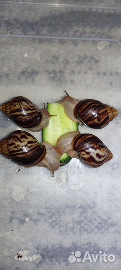 Улитки ахатины