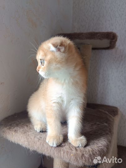 Шикарные котята с документами