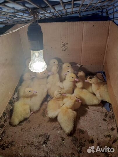 Мускусные утята индоутки