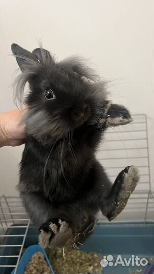 Декоративные кролики