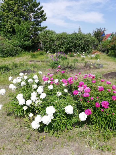 Участок 10 сот. (СНТ, ДНП)