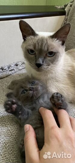 Кошка невская маскарадная