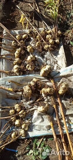 Лилия желтая лемон