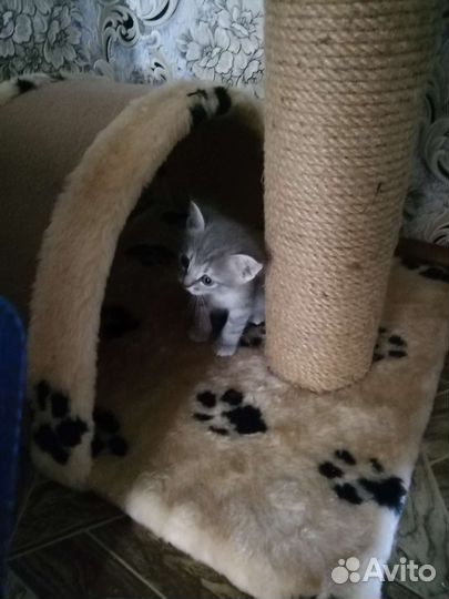 Британские котята