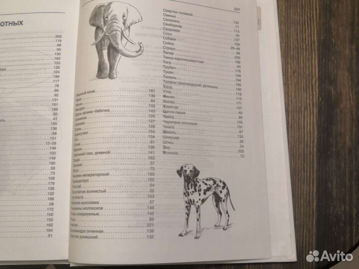 Книга для начинающих художников