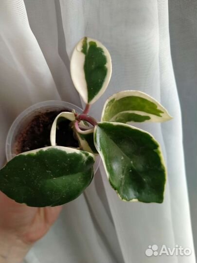 Хойя карноза Snow Ball