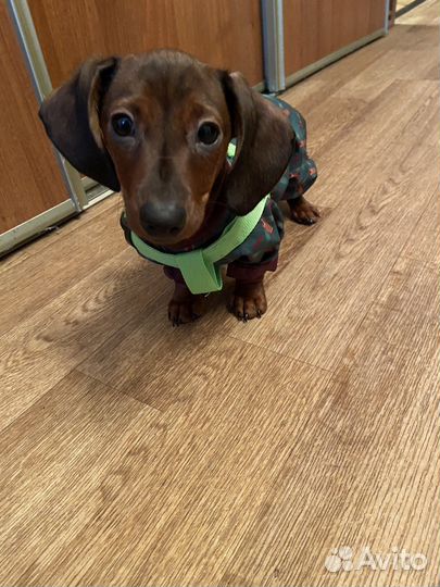 Костюмы для маленьких животных