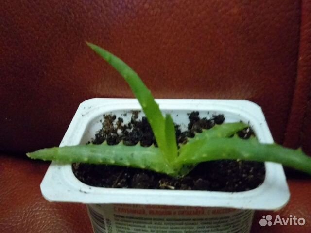 Алое малышка,в добрые руки