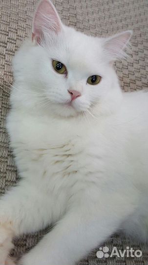 Белый сибирский кот