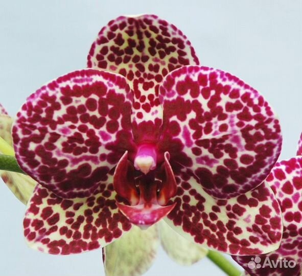 Орхидеи Бронзовый Будда,Дикий кот, Тамара мутант