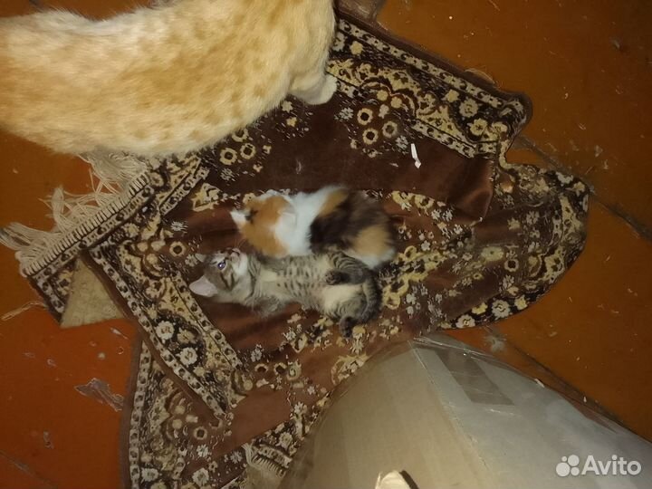 Отдам котят в добрые руки