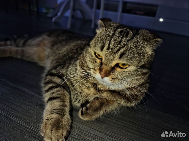 Вислоухий кот