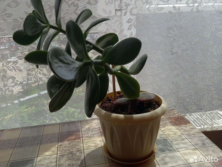 Крассула толстянка