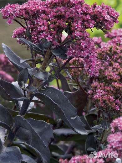 Очитки,родиола сахалинская, герань, лабазник Ауреа