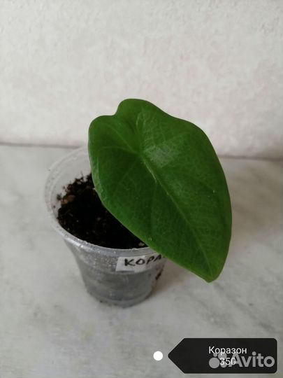 Алоказии разные