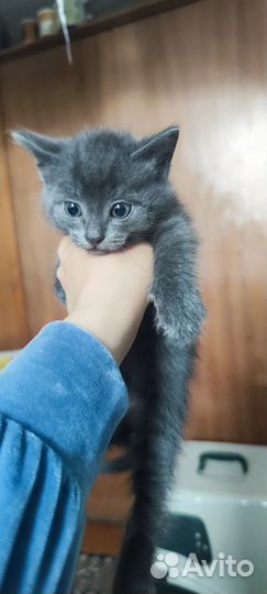 Котята ищут семью