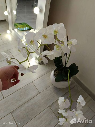 Орхидея декоративная