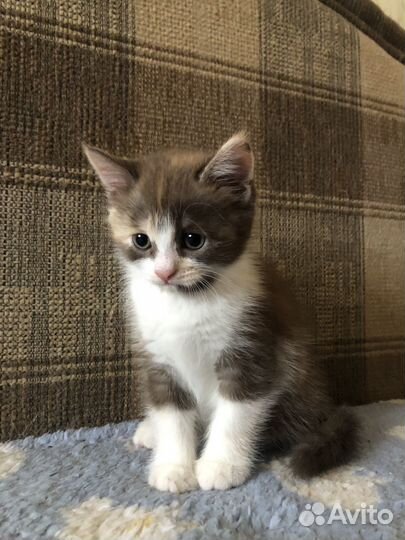 Котята бесплатно