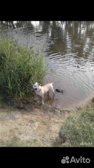 Кабель Ка де бо (вязка)