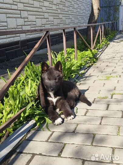 Щенок лайки в добрые руки