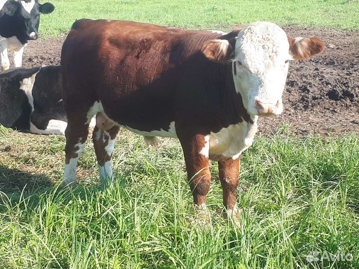 Быки герефорд