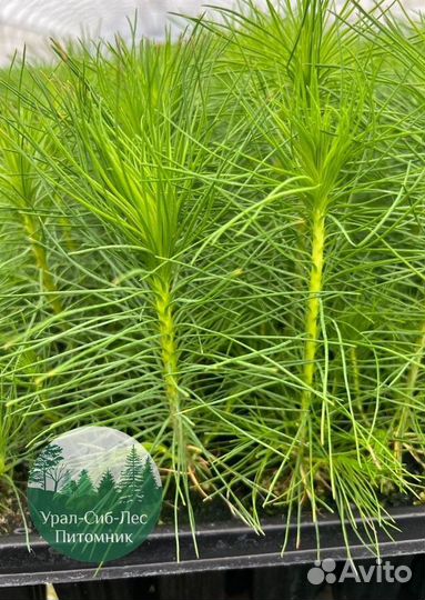 Сеянцы зкс Сосна окс Ель Лиственница Горная