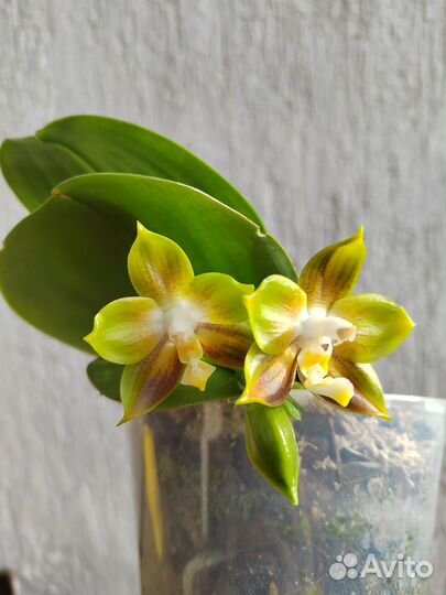 Phal. Mituo Reflex Dragon
