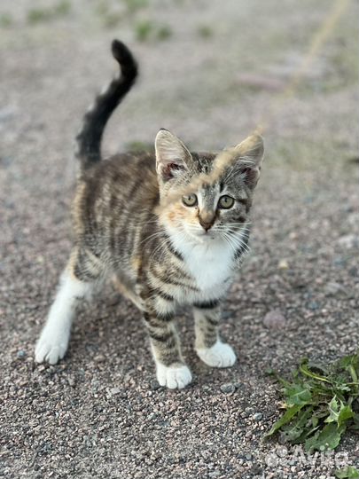 Котенок беспатно в дар