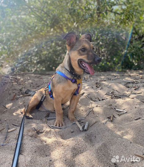 Крутая собака щенок