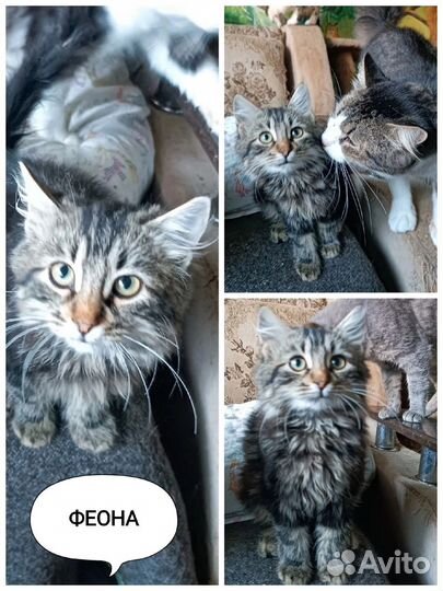 Фиона хочет домой