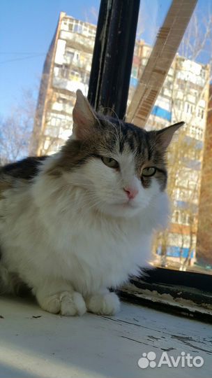 Кот в добрые руки