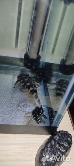 Номерные сомы