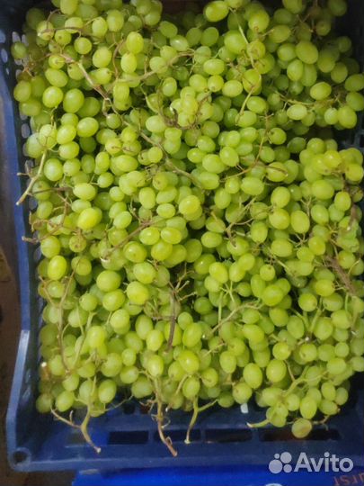 Овощи и фрукты оптом