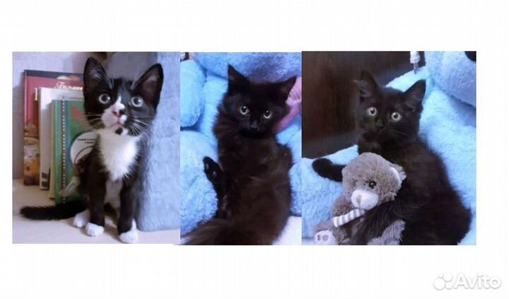 Отдам котят мальчиков