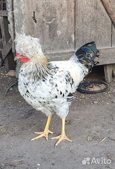 Молодые петухи